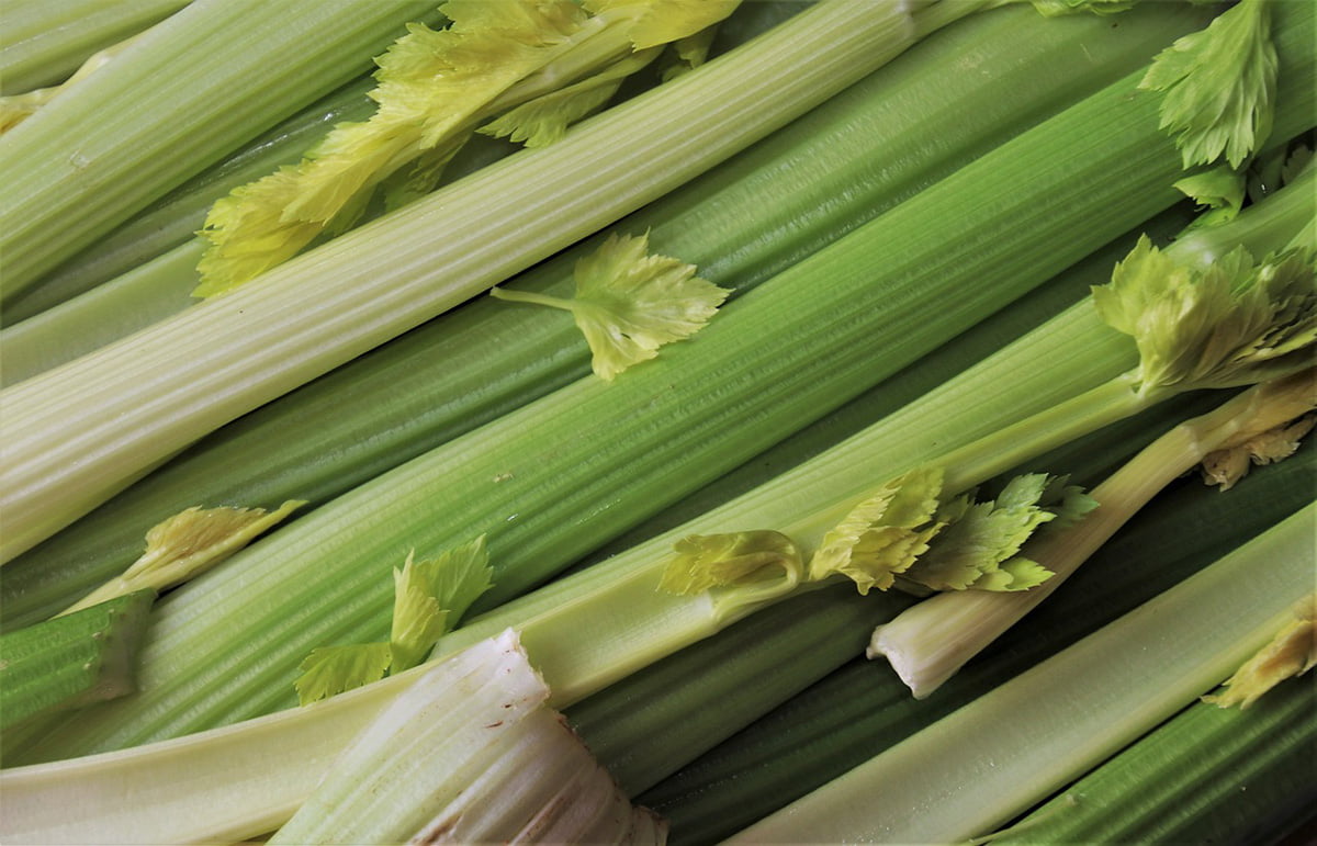 Celery 101: Mastering The Art Of Cooking, Storing, Enjoying And More