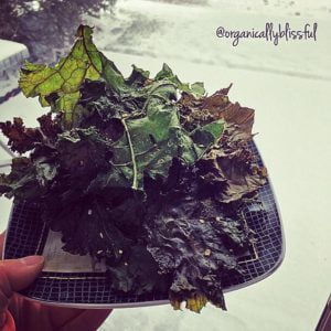 White Truffle Lemon Pepper Kale Chips White Truffle Lemon Pepper Kale Chips