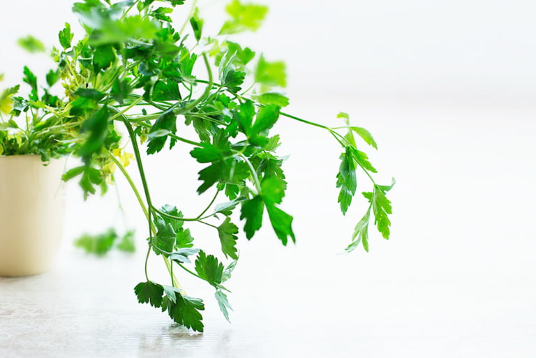 The Best 8 Parsley Substitute Organically Blissful