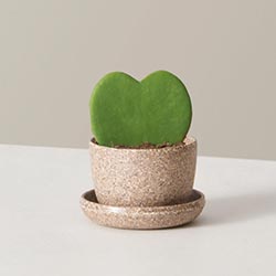 A heart-Shaped Succulent