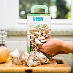 Organic Mushroom Growing Kit