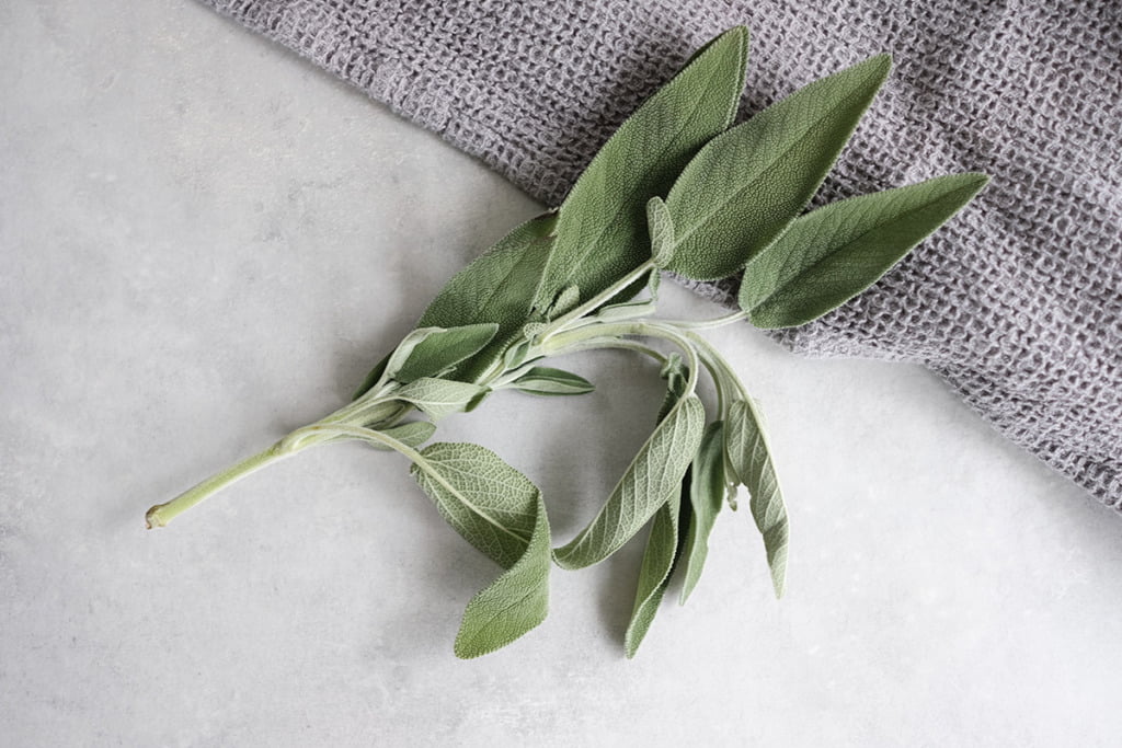 The Best Bay Leaf Substitute For Cooking Organically Blissful