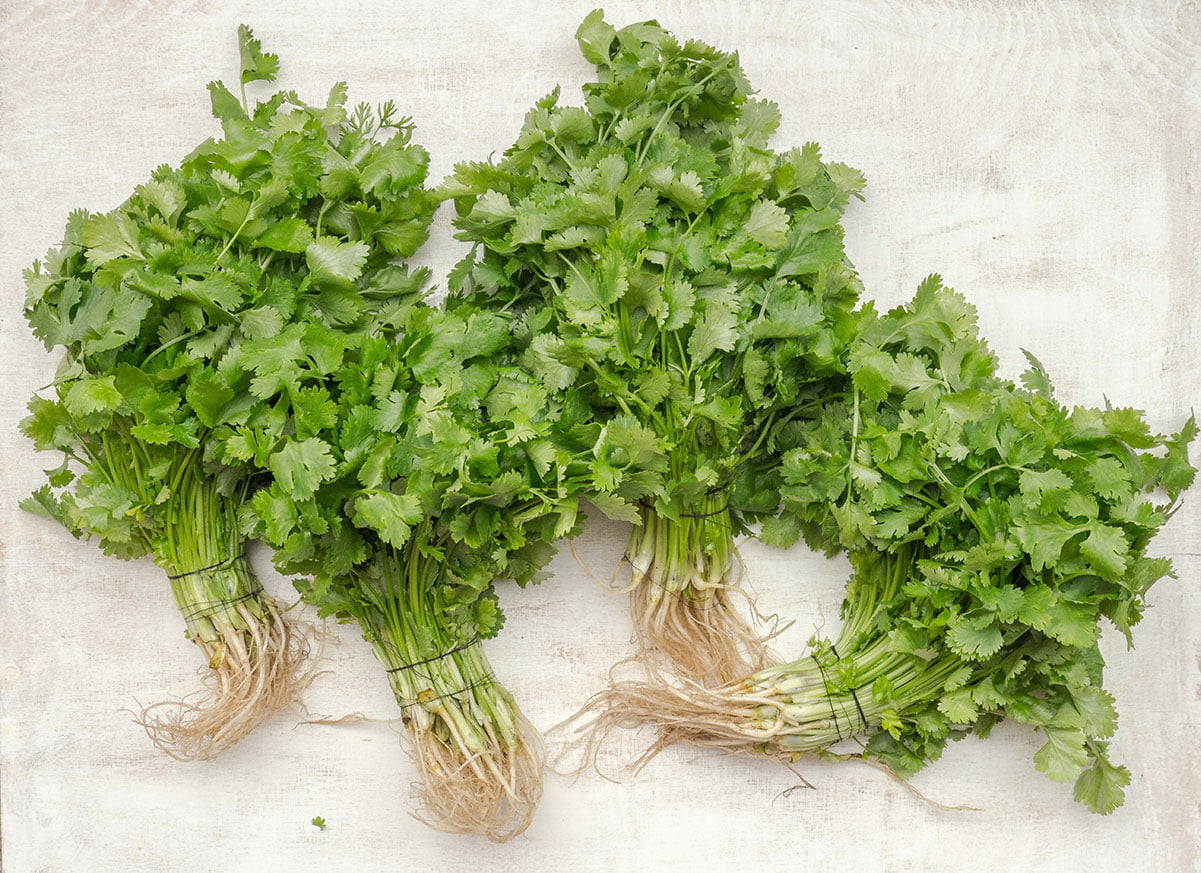 The Best Cilantro Substitute Organically Blissful