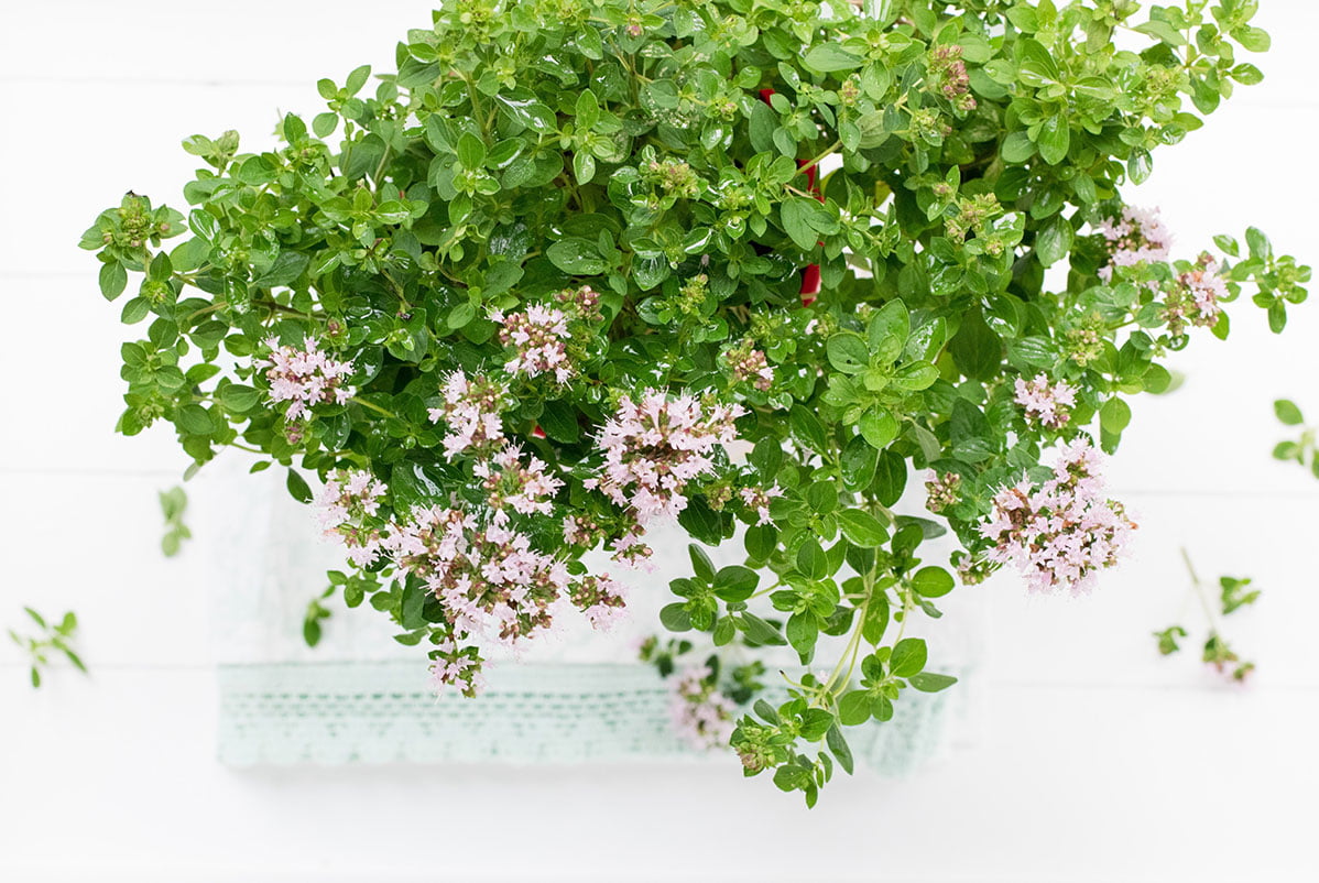 Marjoram