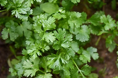 cilantro