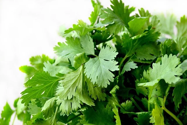 The 13 Best Cilantro Substitute You Need To Try Organically Blissful