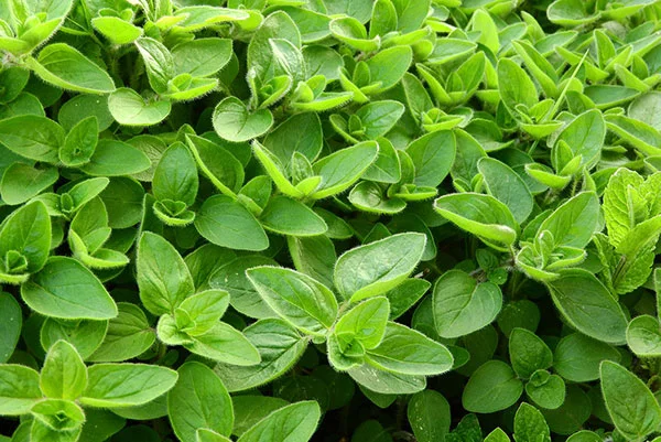 Marjoram
