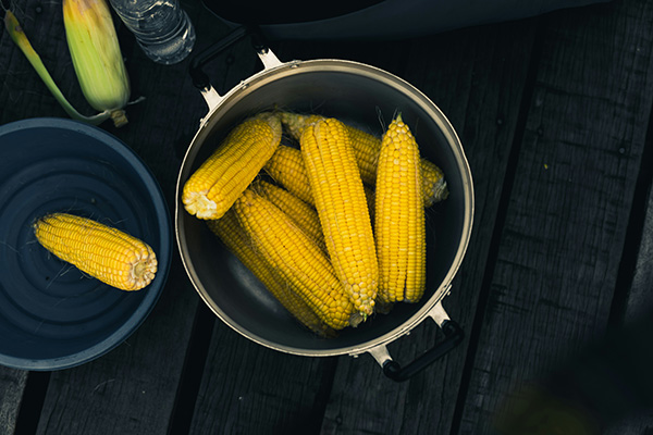 Corn cobs in a pot